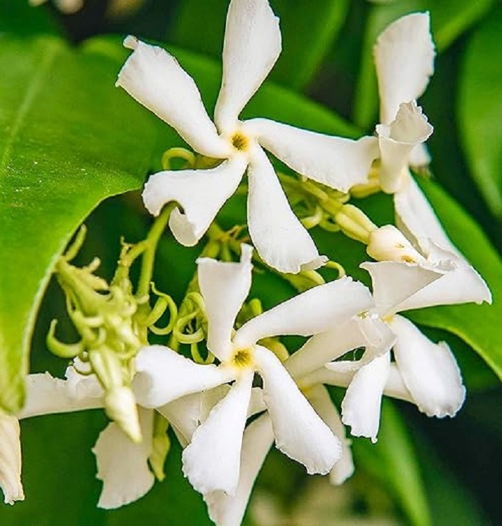 Bellezza e profumo del Trachelospermum Jasminoides: falso Gelsomino o Gelsomino stellato
